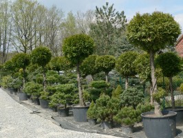 sadzenie drzew krzewy-bielsko